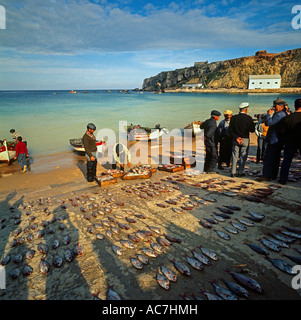 Fresh fish are laid out in rows and groups on the beach by fishermen in the Algarve Stock Photo