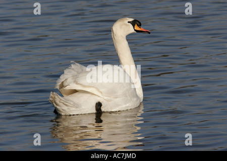 Mute Swan swimming on water Stock Photo