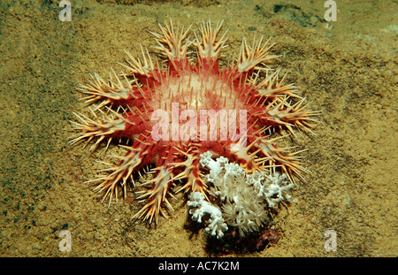 Crown of thorns Starfish feeding on coral Acanthaster planci Sudan Africa Red Sea Stock Photo