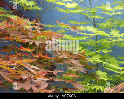 Some of the finest bonsai trees on display at the Malvern spring flower show 2004 Worcestershire England Stock Photo