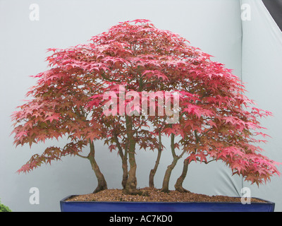 Some of the finest bonsai trees on display at the Malvern spring flower show 2004 Worcestershire England Stock Photo