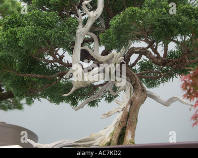 Some of the finest bonsai trees on display at the Malvern spring flower show 2004 Worcestershire England Stock Photo