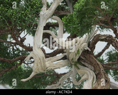 Some of the finest bonsai trees on display at the Malvern spring flower show 2004 Worcestershire England Stock Photo