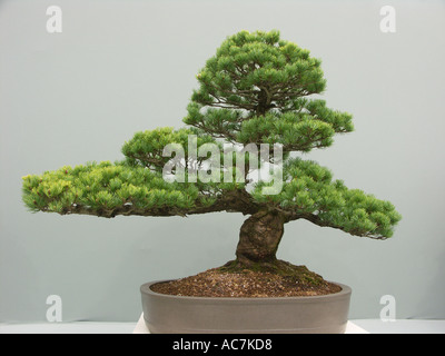 Some of the finest bonsai trees on display at the Malvern spring flower show 2004 Worcestershire England Stock Photo