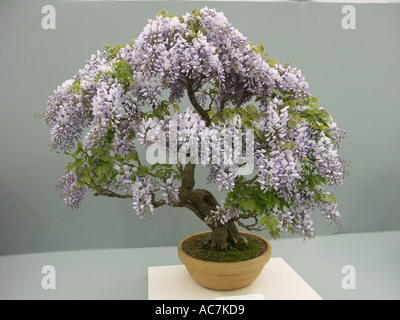 Some of the finest bonsai trees on display at the Malvern spring flower show 2004 Worcestershire England Stock Photo