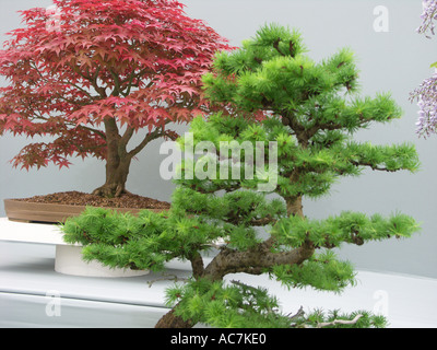 Some of the finest bonsai trees on display at the Malvern spring flower show 2004 Worcestershire England Stock Photo