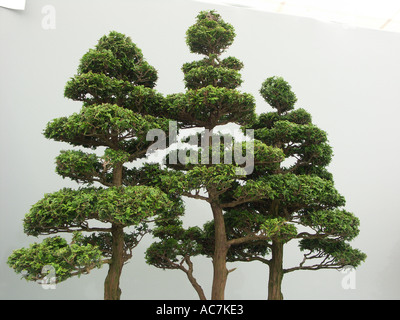 Some of the finest bonsai trees on display at the Malvern spring flower show 2004 Worcestershire England Stock Photo