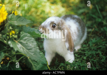 lop-eared dwarf rabbit on meadow - munching Stock Photo