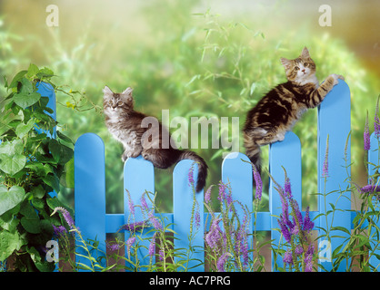 Domestic cat. Two kittens balancing on a blue fence Stock Photo