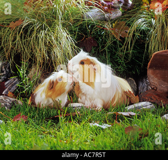 two Coronet guinea pigs on meadow Stock Photo