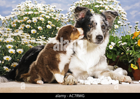 Australian Shepherd and puppy between flowers Stock Photo