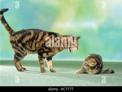 domestic cat hissing at kitten Stock Photo