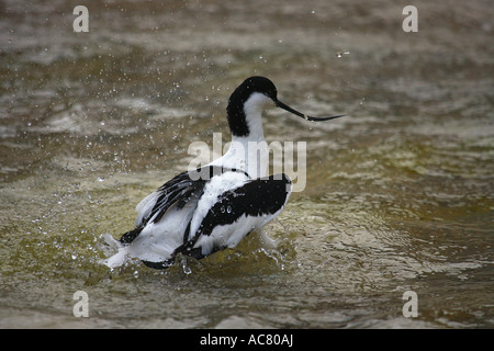 pied avocet - in water / Recurvirostra avosetta Stock Photo