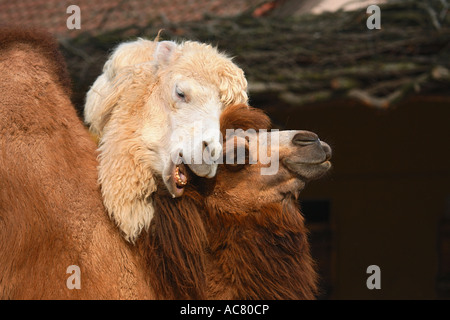 two Bactrian camels / Camelus ferus Stock Photo