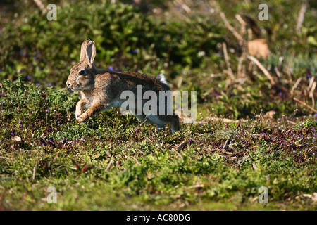 European rabbit - running / Oryctolagus cuniculus Stock Photo