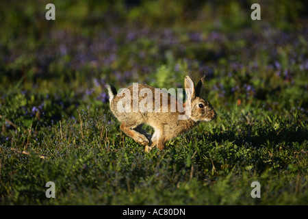 Old World rabbit (Oryctolagus cuniculus). Adult running on a meadow Stock Photo