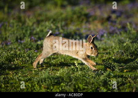 European rabbit - running / Oryctolagus cuniculus Stock Photo