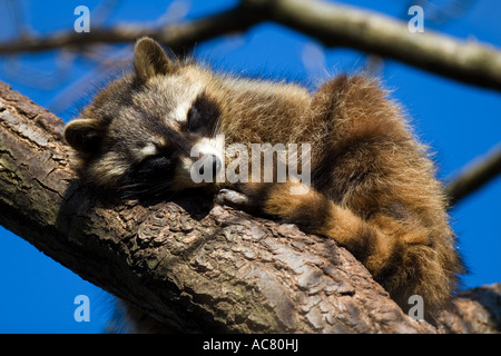 Common raccoon (Procyon lotor) sleeping on branch Stock Photo