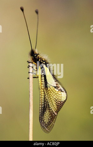 European Owlfly (Libelloides coccajus), adult resting on a stalk Stock Photo