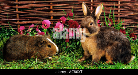 animal friendship: Satin guinea pig and dwarf rabbit Stock Photo