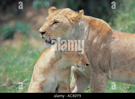 Two lionesses rubbing their heads together affectionately Masai Mara National Reserve Kenya East Africa Stock Photo