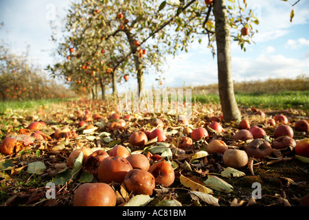 fallen apples on ground after harvest in orchard in autunm Stock Photo