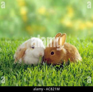 lop-eared dwarf rabbit and dwarf rabbit on meadow Stock Photo