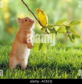 Animal friendship: Dwarf rabbit looking at budgerigar on a twig Stock Photo