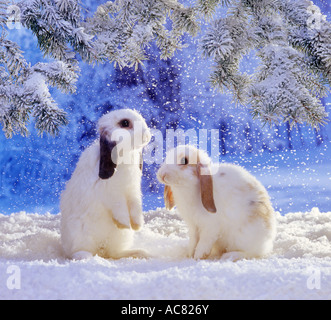 two lop-eared dwarf rabbits in snow Stock Photo