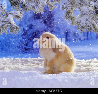 lop-eared dwarf rabbit in snow Stock Photo