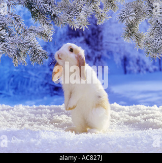 Lop-eared dwarf rabbit in snow Stock Photo