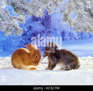 dwarf rabbit and lop-eared dwarf rabbit in snow Stock Photo