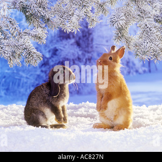 dwarf rabbit and lop-eared dwarf rabbit in snow Stock Photo