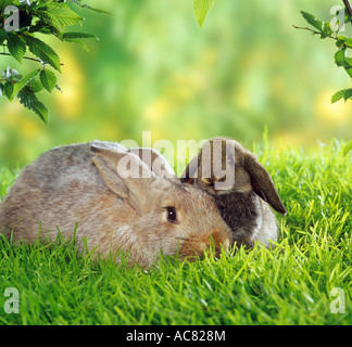 rabbit and lop-eared dwarf rabbit on meadow Stock Photo
