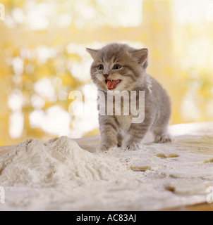 British Shorthair kitten - standing on table with flour Stock Photo