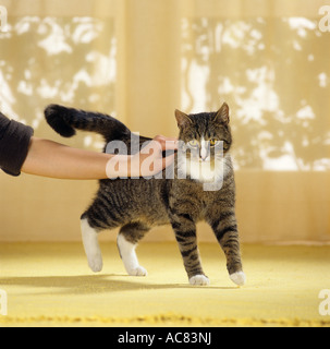 domestic cat gets stroked Stock Photo
