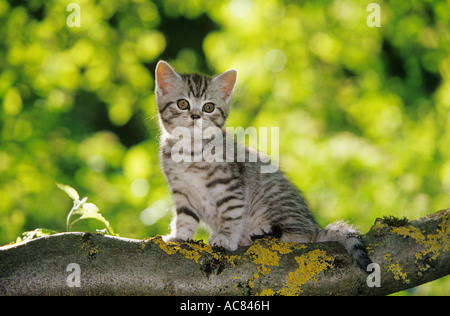 British Shorthair cat. Tabby kitten sitting on branch Stock Photo