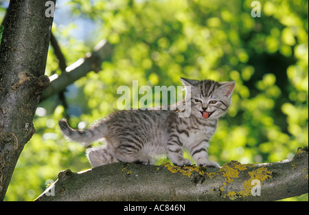 British Shorthair kitten - standing on branch Stock Photo