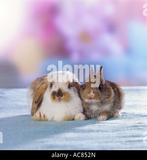 Pygmy Rabbit. A Mini Lop (5 weeks old) snuggles together with Netherland Dwarf (3 weeks old) Stock Photo