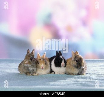 four young pygmy ( 18 days old ) rabbits - sitting next to each other Stock Photo