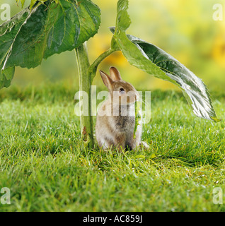 young pygmy rabbit - under sunflower Stock Photo