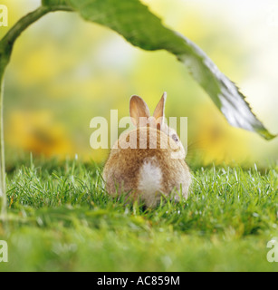 young pygmy rabbit - under sunflower - from behind Stock Photo