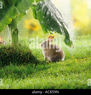 young pygmy rabbit - under sunflower - in the rain Stock Photo