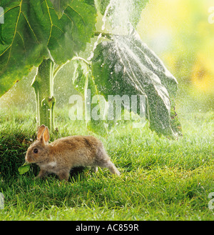 young pygmy rabbit - under sunflower - in the rain Stock Photo