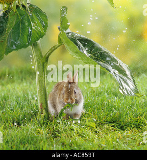 young pygmy rabbit - under sunflower - in the rain Stock Photo