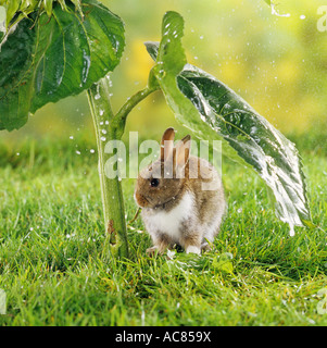 Pygmy rabbit  under sunflower leaf in the rain Stock Photo