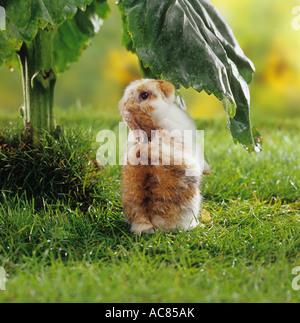 young pygmy rabbit - under sunflower Stock Photo