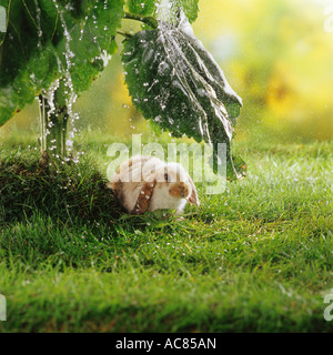 young pygmy rabbit - under sunflower leaf - in the rain Stock Photo