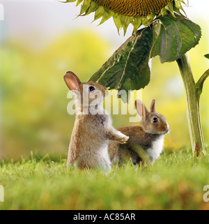 two young pygmy rabbits - under sunflower leaf Stock Photo