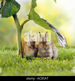 two young pygmy rabbits - under sunflower leaf Stock Photo